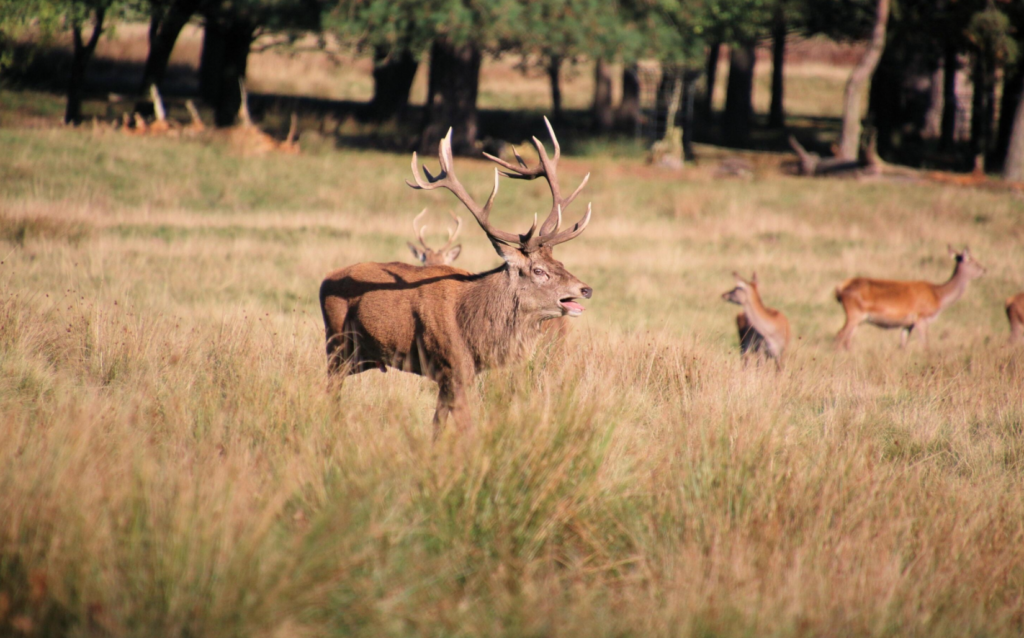 Een indruk van de Veluwe en het buitenleven rondom Nunspeet